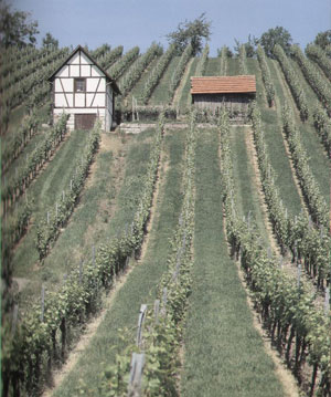 Christian Datz, «Luxury Winery Estates» -   
